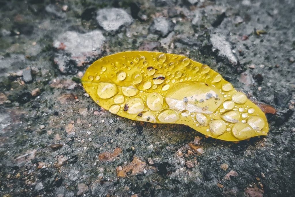 Acid Rain: Causes and Impacts